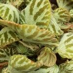 Begonia imperialis Leaf