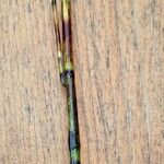 Equisetum fluviatile পাতা