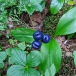 Clintonia borealis Fruit