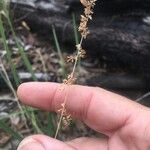 Eragrostis elongata Habit
