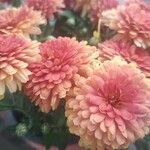 Chrysanthemum × grandiflorumKukka