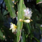 Rhipsalis elliptica Kukka