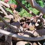 Ficus auriculata Fruit