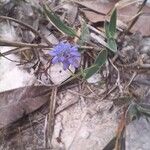 Praxelis capillaris Flor