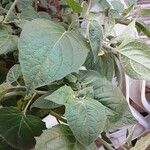 Physalis pubescens Агульны выгляд