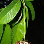 Monodora myristica Fruit