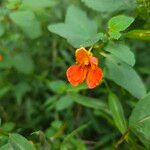 Impatiens capensis Flower