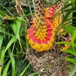 Encephalartos villosus Fruto