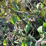 Pontederia cordata Mosusu