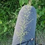 Eragrostis minor Folla