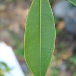 Foetidia mauritiana ᱥᱟᱠᱟᱢ