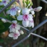 Pseuderanthemum carruthersii Çiçek