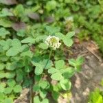 Trifolium repensফুল