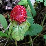 Fragaria vesca 果實