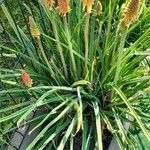 Kniphofia uvariaЛист