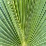 Sabal mexicana Blad