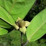 Diospyros samoensis Fruit