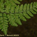 Dryopteris aemula Blad