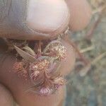 Ammannia auriculata Flower