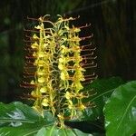 Hedychium gardnerianumKukka