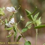 Cleome aculeata Други