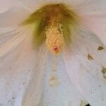 Alcea rosea Flower