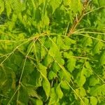 Koelreuteria paniculata Leaf