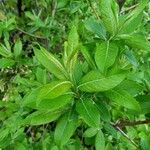 Salix laggeri Blad