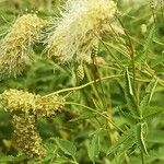 Sanguisorba dodecandra 花