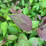 Cornus foemina Leaf