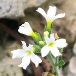 Erinus alpinus Flower