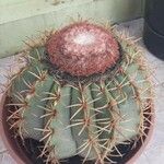 Melocactus intortus Çiçek