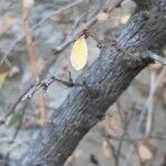 Berberis vulgaris Ŝelo