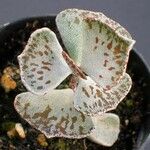 Kalanchoe rhombopilosa Feuille