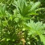 Potentilla norvegica Blad