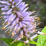 Veronicastrum sibiricum Õis