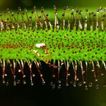 Drosera capensis Blad