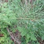 Equisetum sylvaticum List