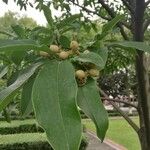 Magnolia maudiae Fruit