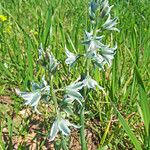 Ornithogalum boucheanum Blüte