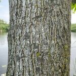 Juglans cinerea Bark