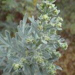 Artemisia thuscula Květ