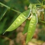 Vicia pisiformis Fruto