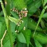 Persicaria minor പുഷ്പം