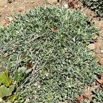 Antennaria parvifolia Φύλλο