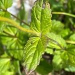 Arnica latifolia Leaf