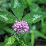 Trifolium pratenseFleur