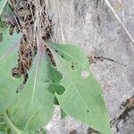 Lactuca perennis Leaf