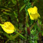 Oenothera biennis Žiedas