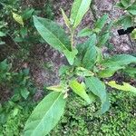 Solanum linnaeanum Lapas